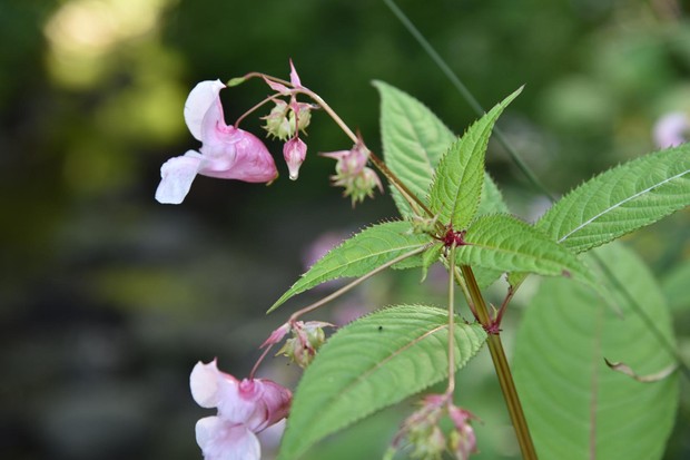 Jättebalsamin_Jättipalsamia.