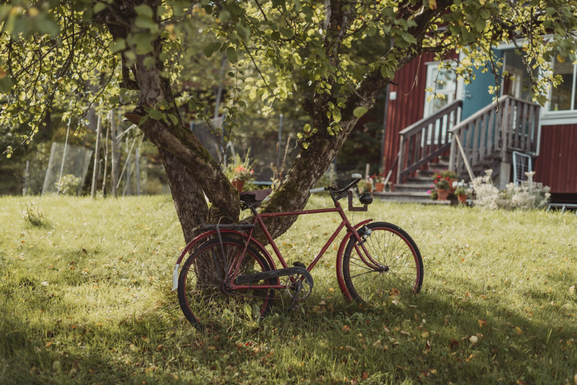 Cykel lutad mot ett träd i en trädgård.
